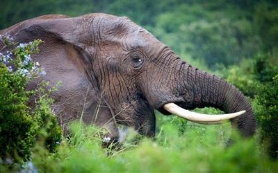 Addo Elephant Rest Camp