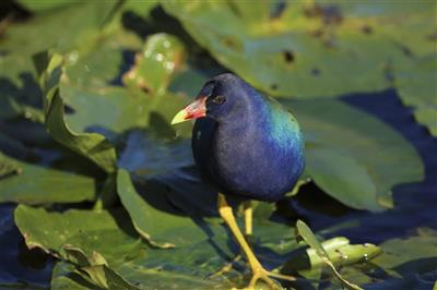 Amerikaans waterhoen, Everglades National Park, Florida