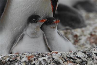 Antarctica Air Cruise - Ezelspinguin met kuikens