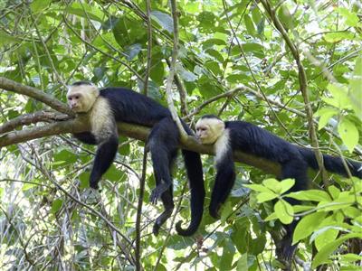 Apen, Manuel Antonio