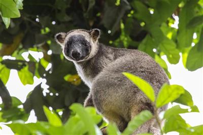 Australia, Queensland, Atherton Tablelands, Lumholtz tree kangaroo