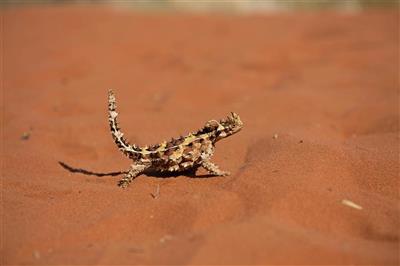 Australie, Northern Territory, Bergduivel 