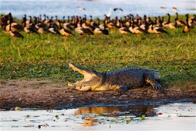 Australie, Northern Territory, Kakadu, Saltie