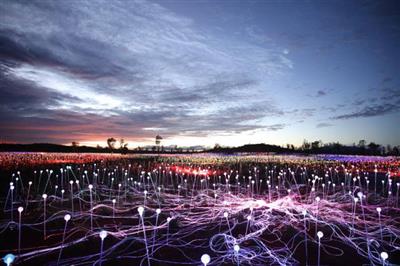 Australie, Northern Territory, Red Centre, Ayers Rock, Field of Light