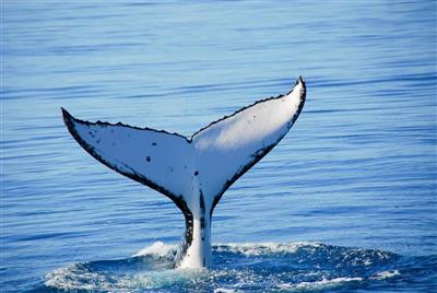 Australie, Queensland, Fraser Island, Bultrug walvis