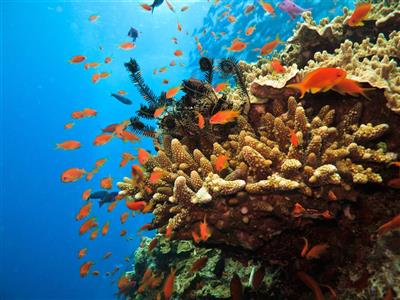 Australie, Queensland, Great Barrier Reef 