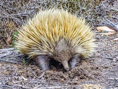 Australie, South Australia, Kangaroo Island, Echidna