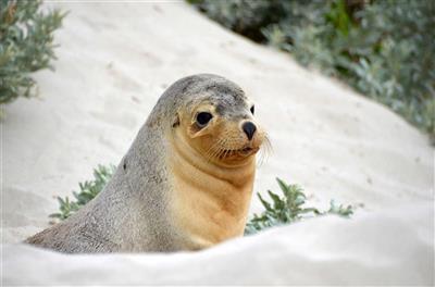 Australie, South Australia, Kangaroo Island, Seal Bay 