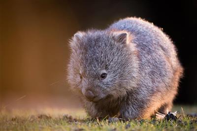 Australie, Tasmanie, Maria Island, Wombat