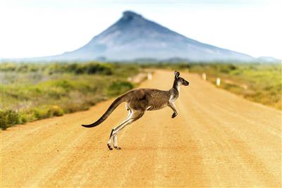 Australie, West-Australie, Kangoeroe 