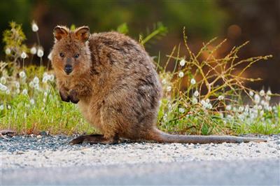 Australie, West-Australie, Rottnest Island, Quokka