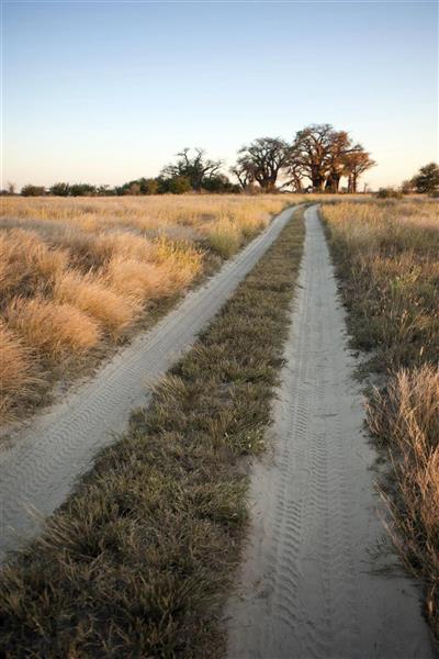 Baines Baobabs, Nxai Pan National Park, Botswana