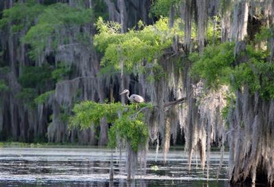 Bayou in The Deep South