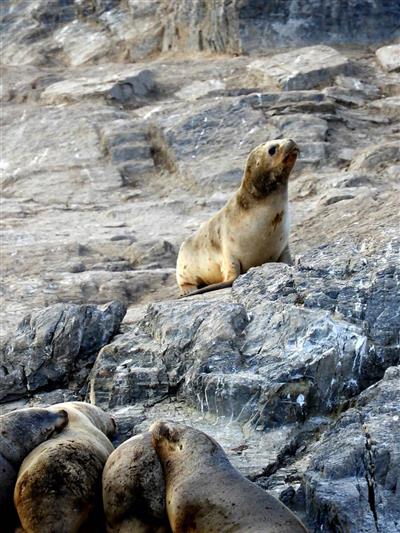 Beaglekanaal, Ushuaia