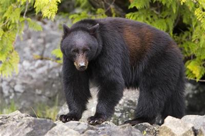 Beren spotten in Tofino