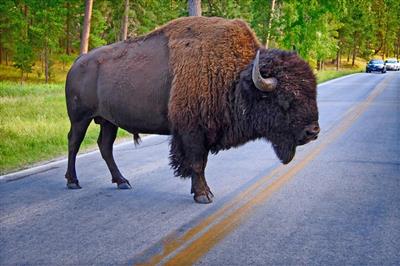 Bizon in het Custer State Park