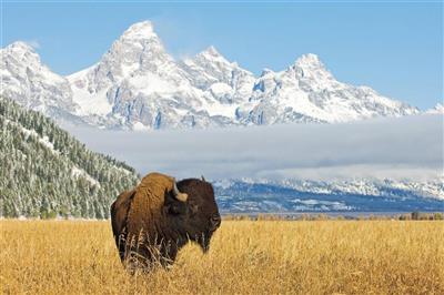 Bizon in het Grand Teton National Park