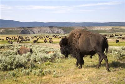 Bizons spotten in Yellowstone N.P.