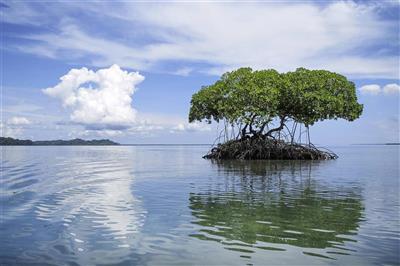 Bocas del Toro