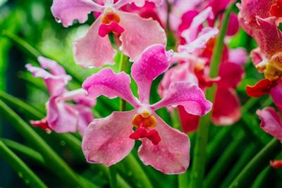 Botanical Garden in Singapore