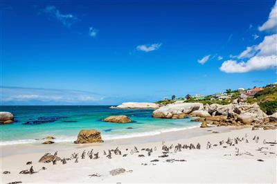 Boulders Beach pinguins