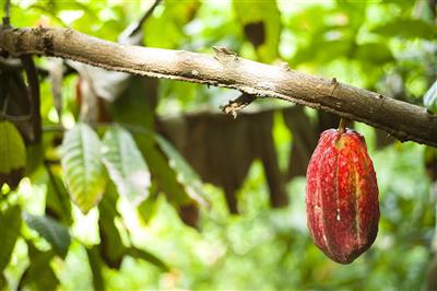 Cacoa plant