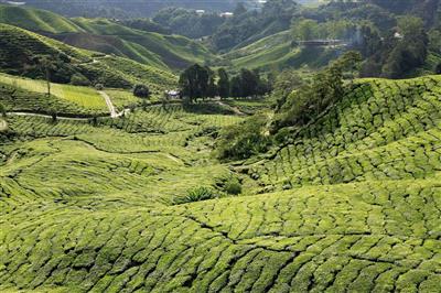 Cameron Highlands