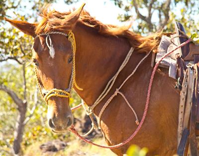 Canon de La Vieja, Horsebackriding