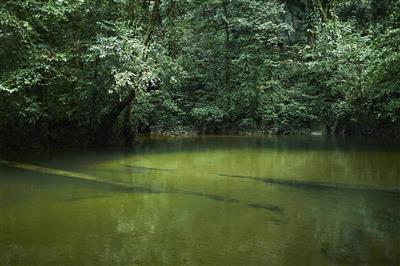 Clear Water Cave, Mulu N.P., Maleisië