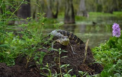 De Swamp van Martin Lake