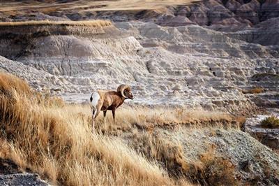 Dikhoornschaap in het Badlands National Park