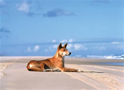 Dingo, Fraser Island