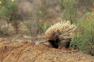 Echidna op Kangaroo Island