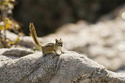 Eekhoorn in Custer State Park