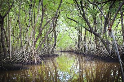 Everglades Florida