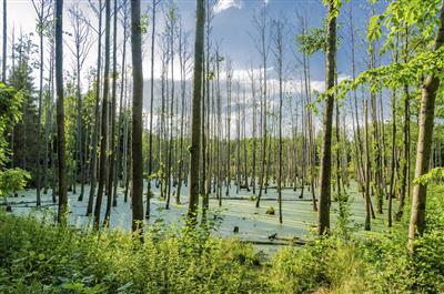 Everglades Florida