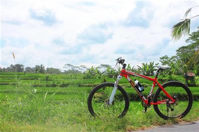 Fiets bij de rijstvelden, Bali