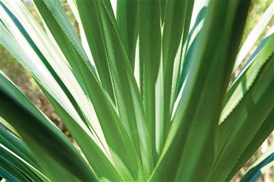 Flora, Fraser Island