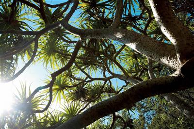 Fraser Island