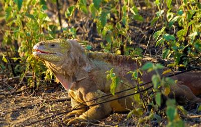 Galápagos, landleguaan