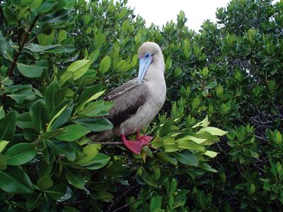 Galápagos, roodvoetgent