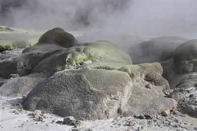 Geiser, Rotorua