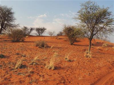 Kalahari Desert