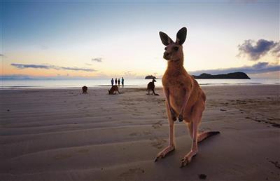 Kangoeroe, Whitsundays