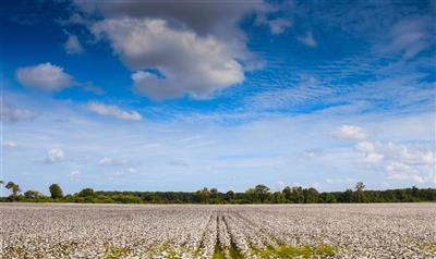 Katoenvelden onderweg in The Deep South