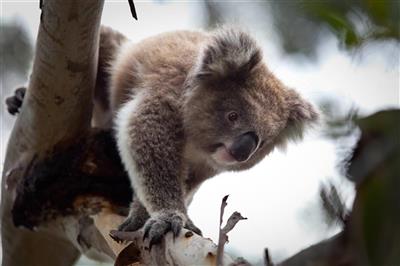 Koala Conservation Centre, Phillip Island