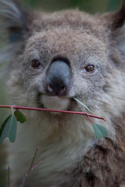 Koala Conservation Centre, Phillip Island