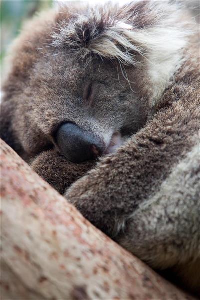 Koala Conservation Centre, Phillip Island