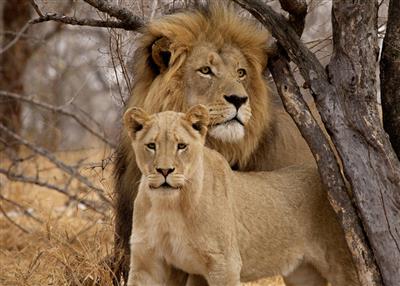 Leeuwen in Botswana