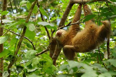 Luiaard in het Monteverde National Park